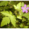 an irrepressible, joyous addition to any garden or salad which adds beauty, health, healing to any environment - internal and external